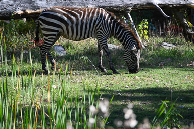 Zoo de Granby